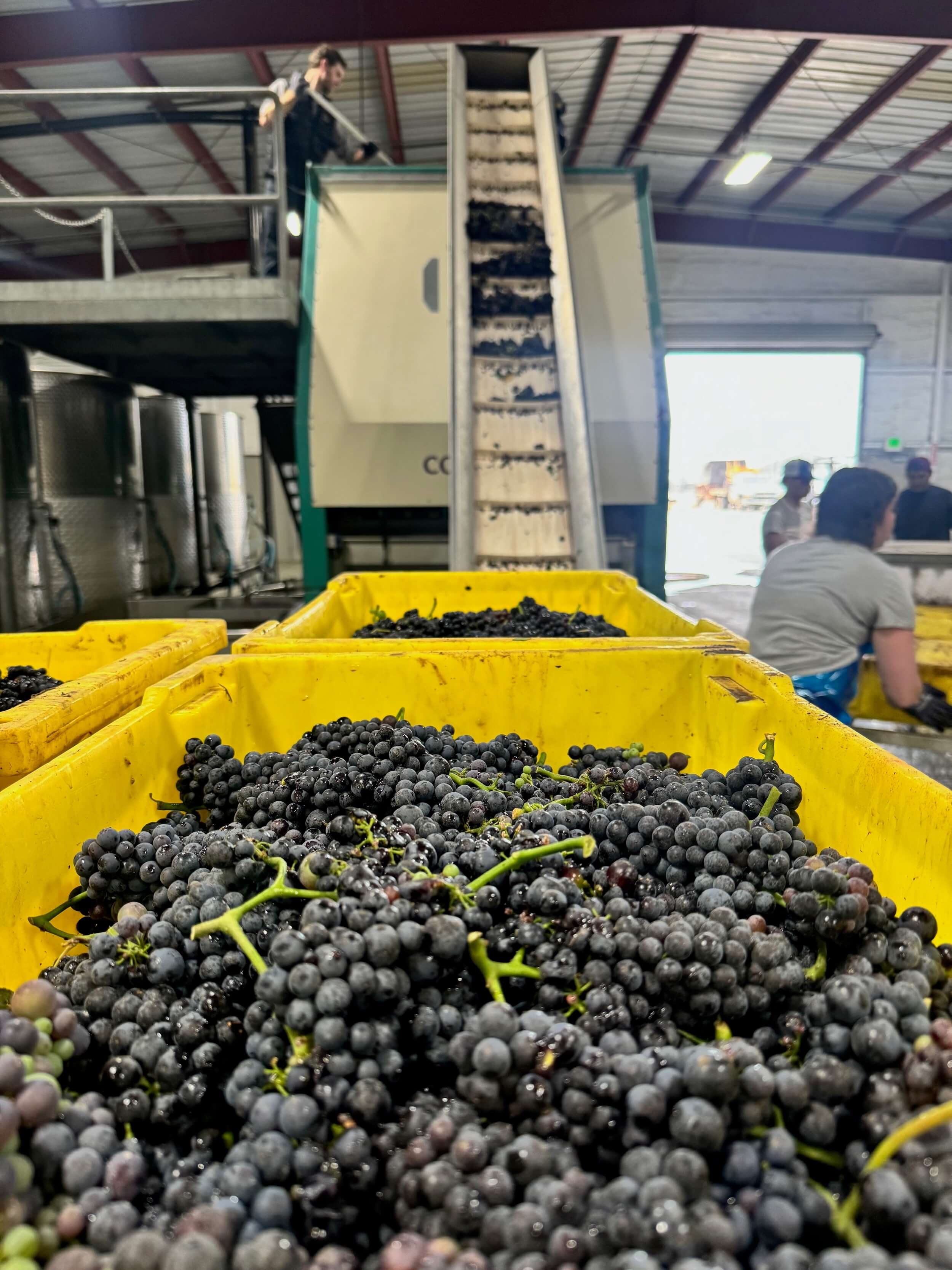 Santa Lucia Highlands grapes being processed after harvest.