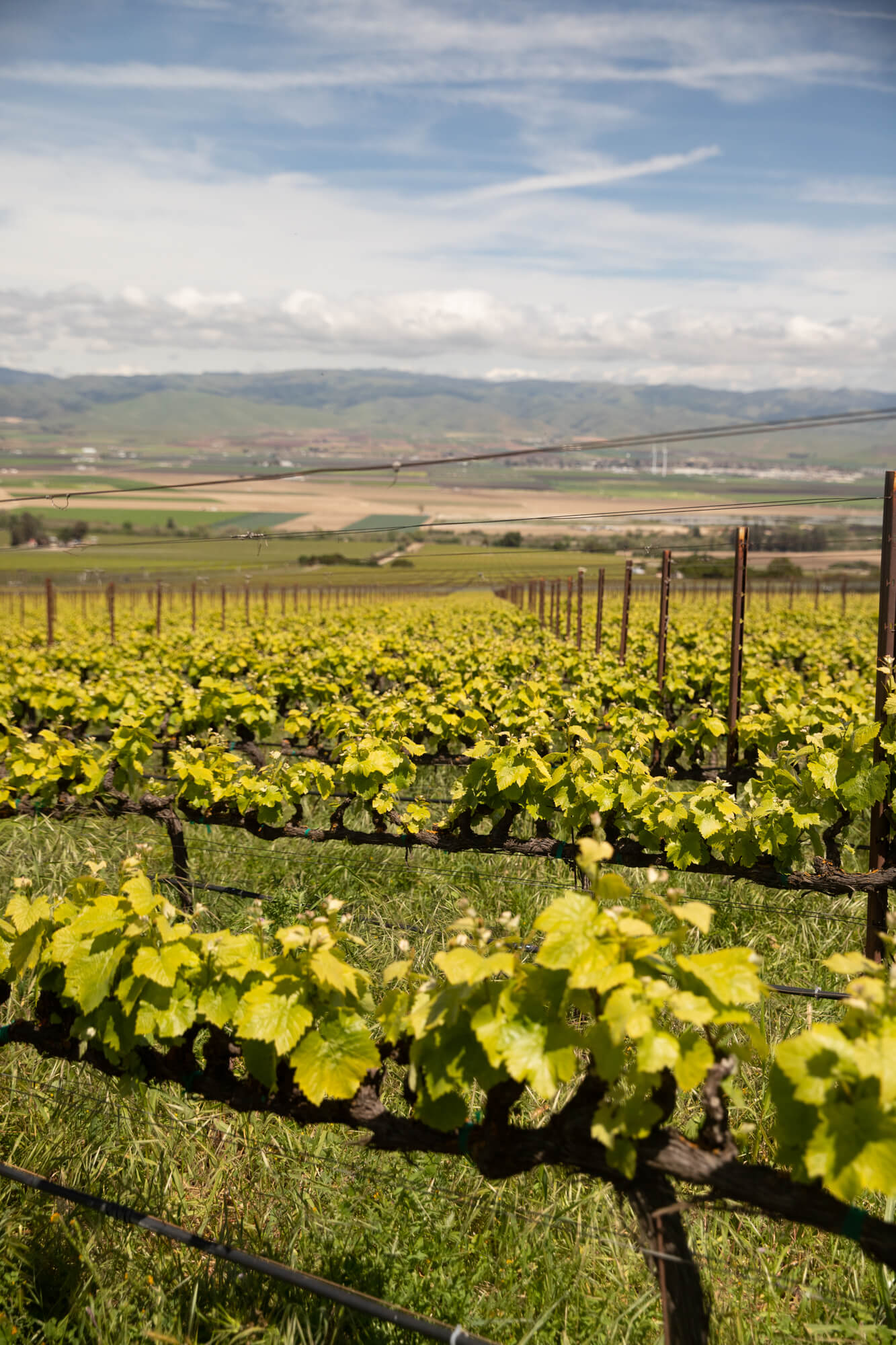 Rows of young Pinot Noir vines in the Santa Lucia Highlands, Monterey County, California.