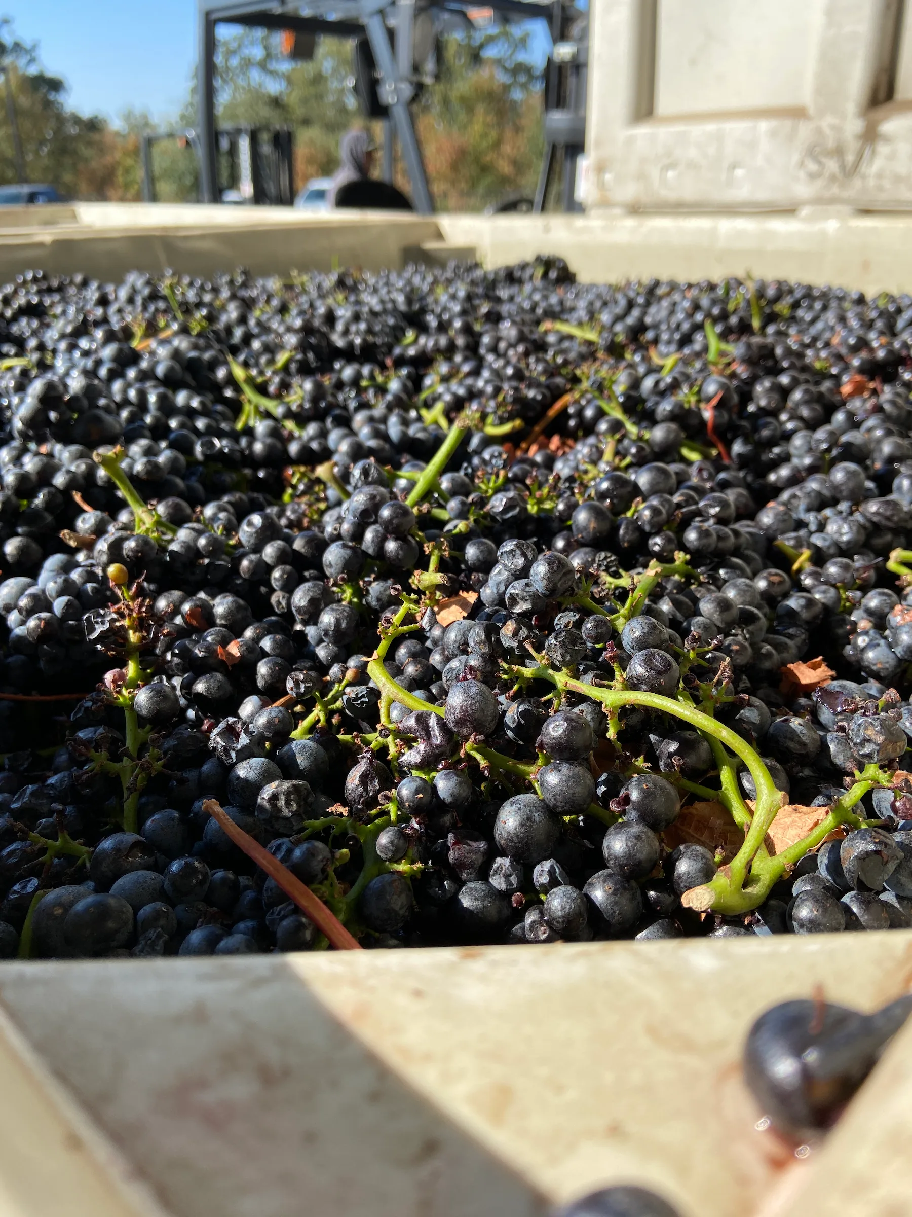 SLH pinot noir fruit