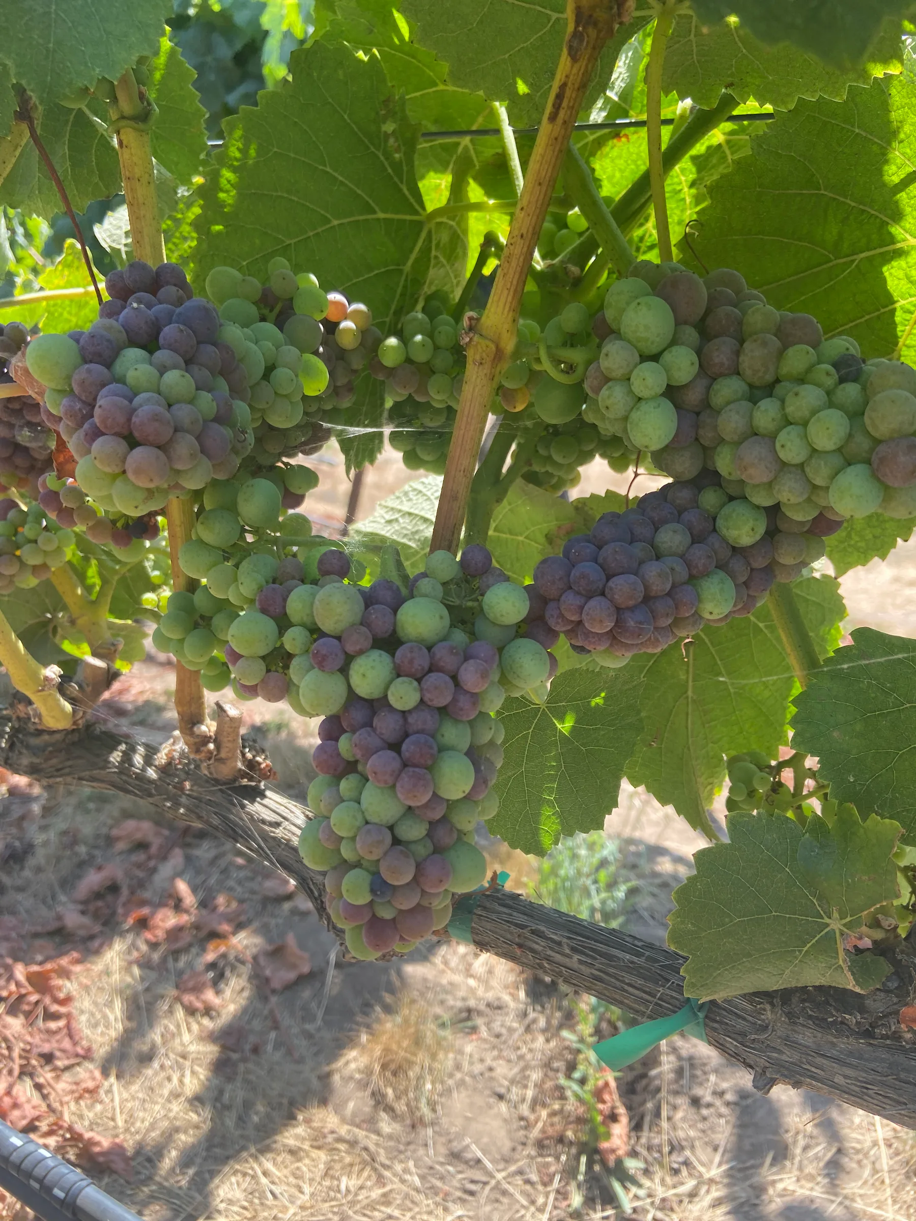 grapes