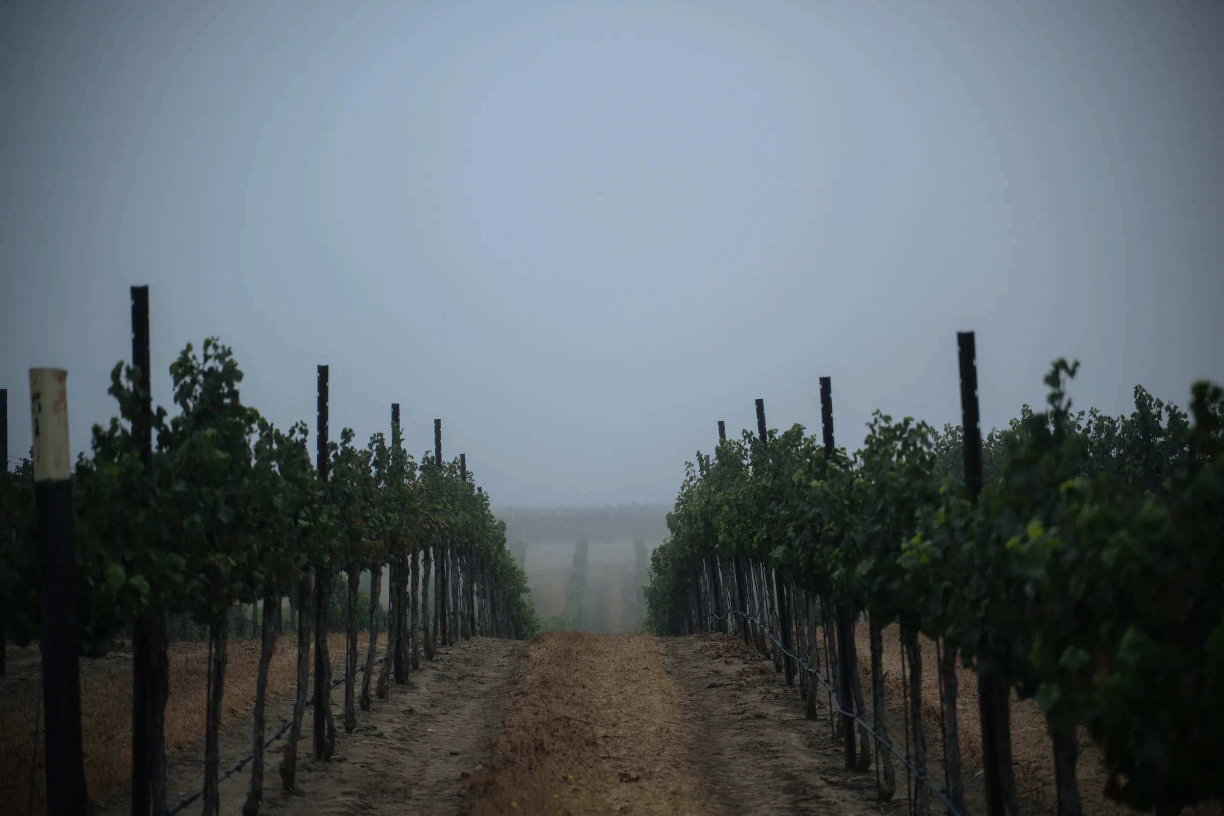 Foggy vineyard rows at Folktale Winery in Santa Lucia Highlands, Monterey County, California.