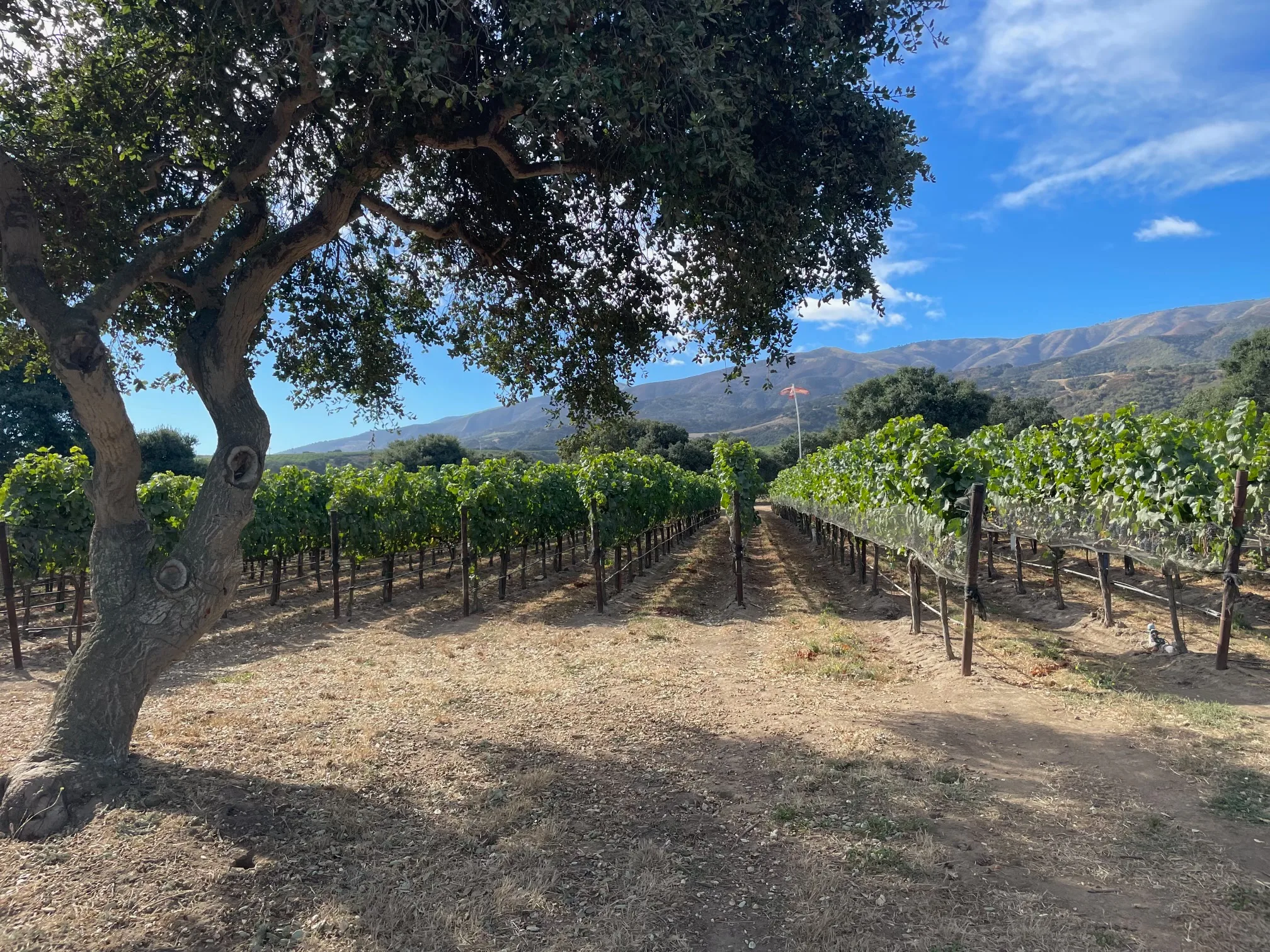 vineyard