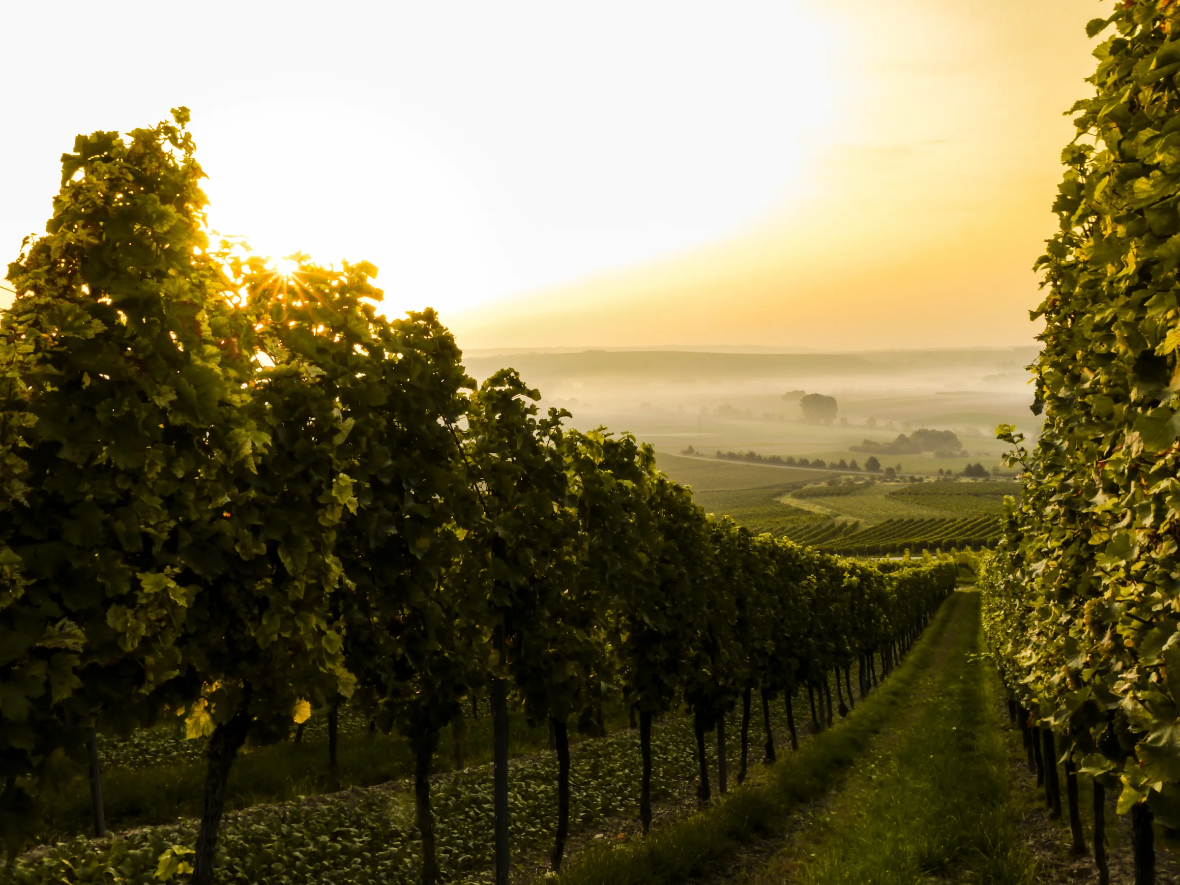 Folktale Winery vineyard in Santa Lucia Highlands, Monterey County, California at sunrise.
