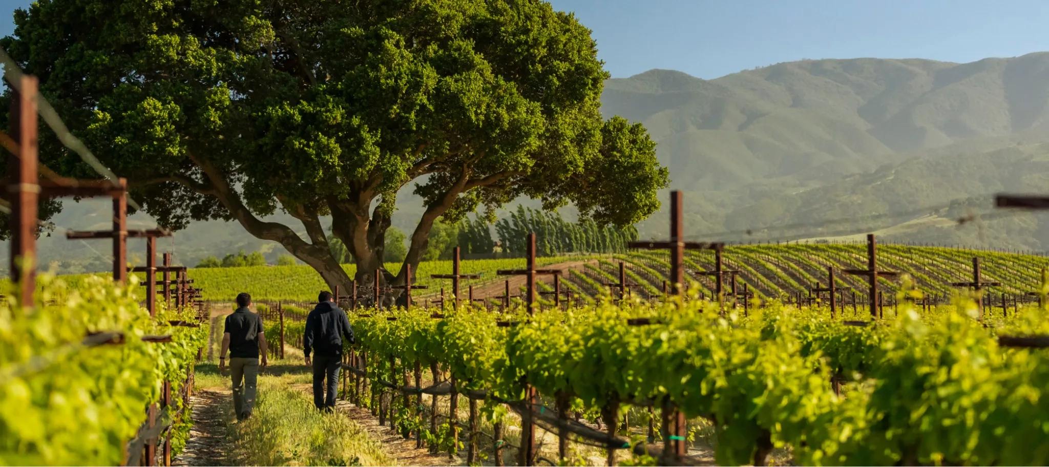Adam & Nick Franscioni in Garys' Vineyard
