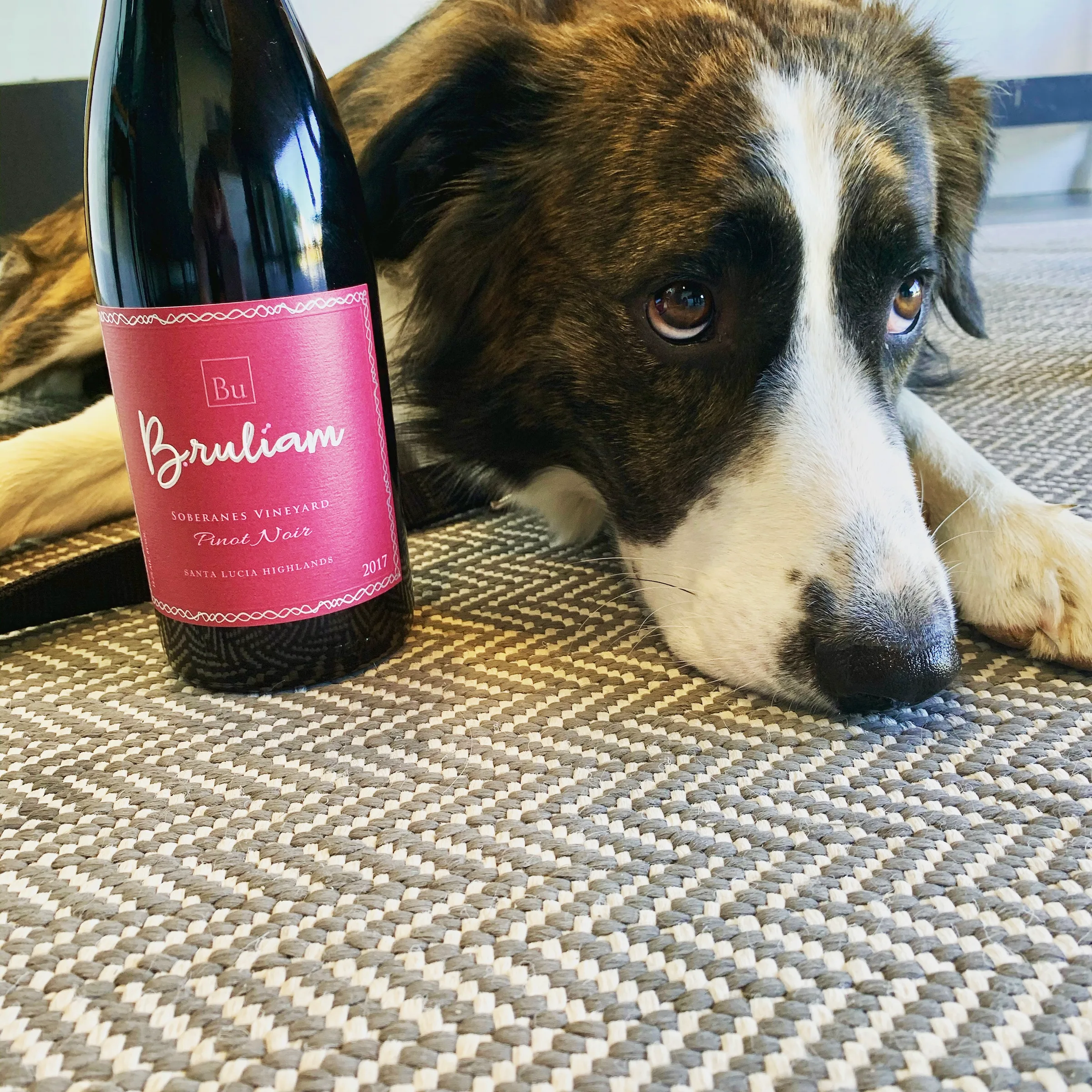 wine bottle & dog
