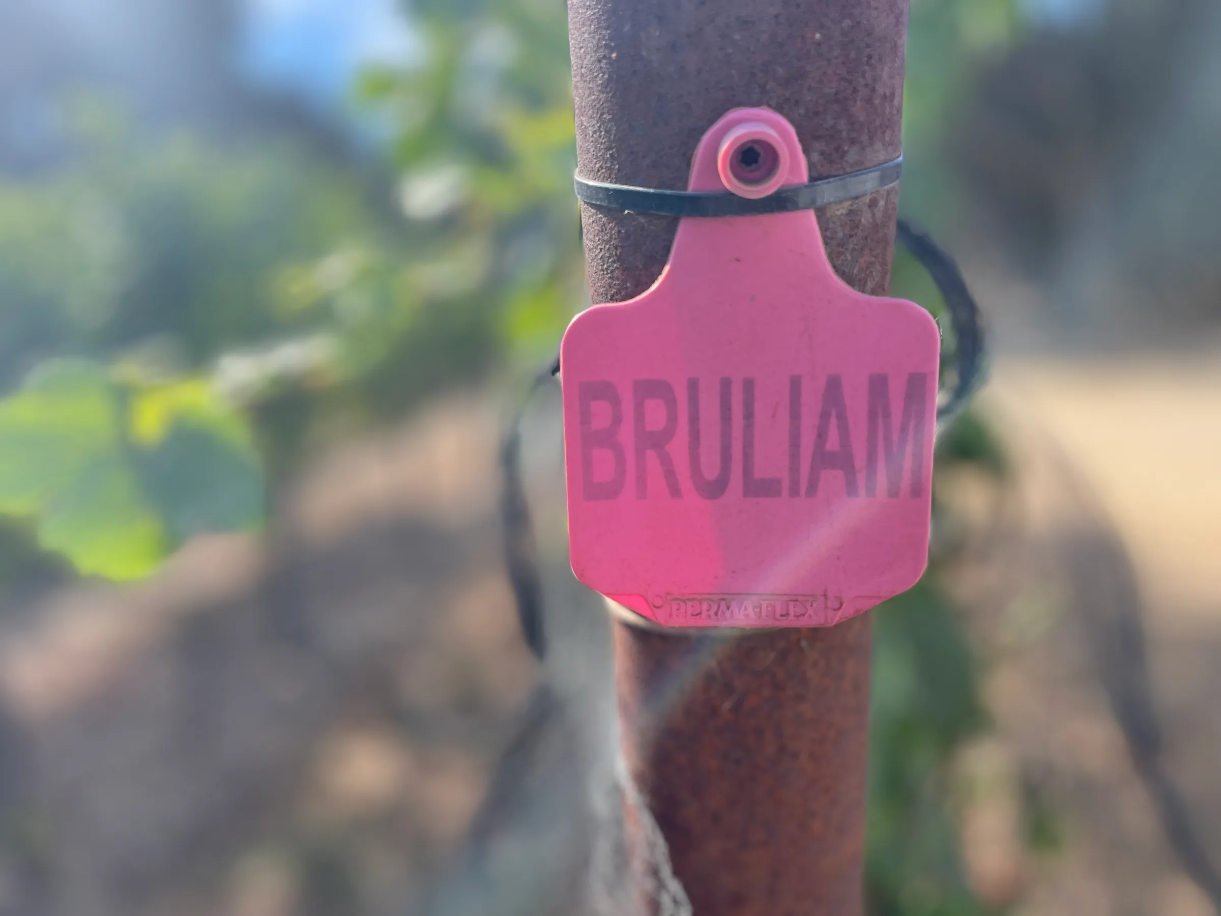 vineyard tag
