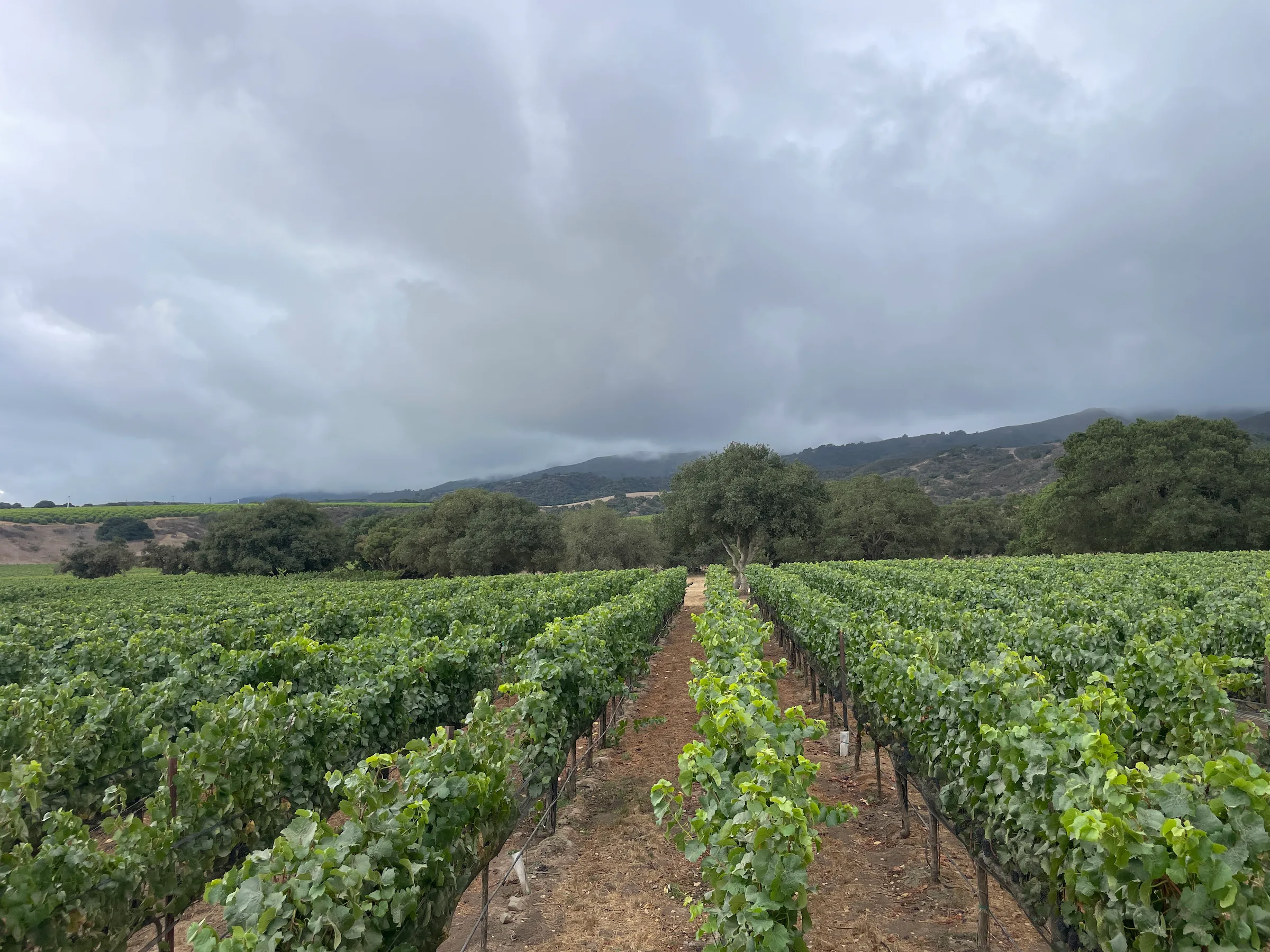 vineyard