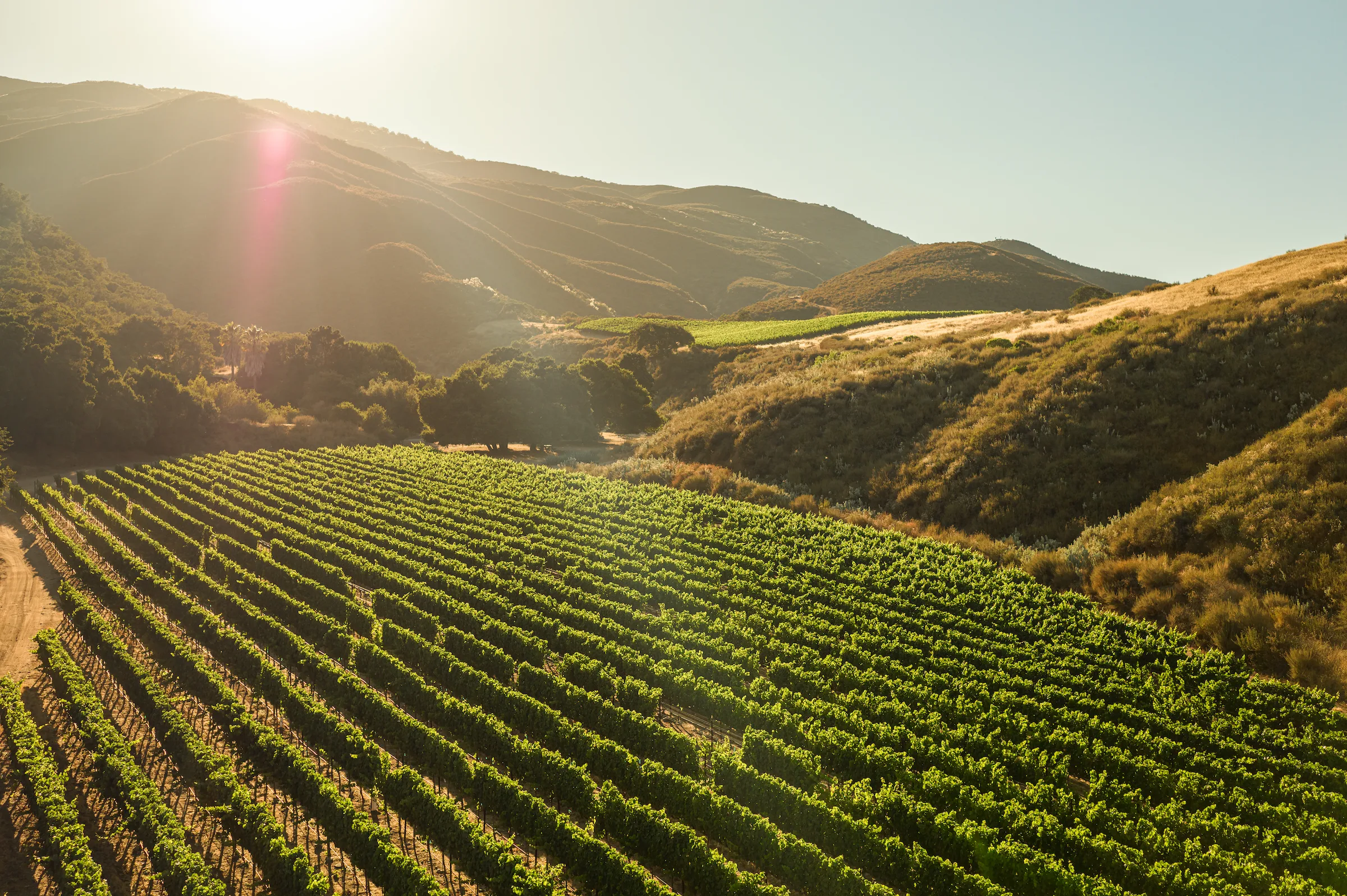 Pisoni Family Vineyards