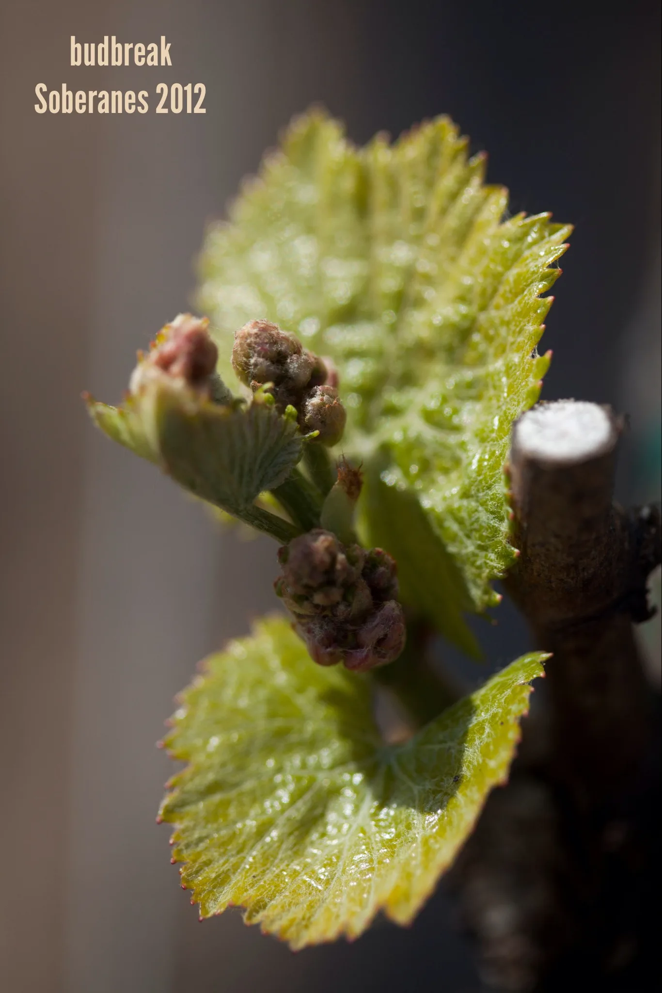 bud break