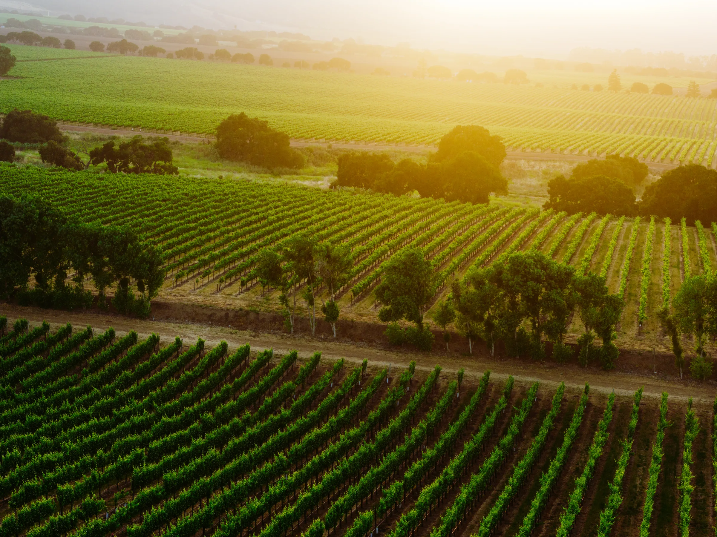 Vineyards in Santa Lucia Highlands, Monterey County, California, bathed in golden sunset light.