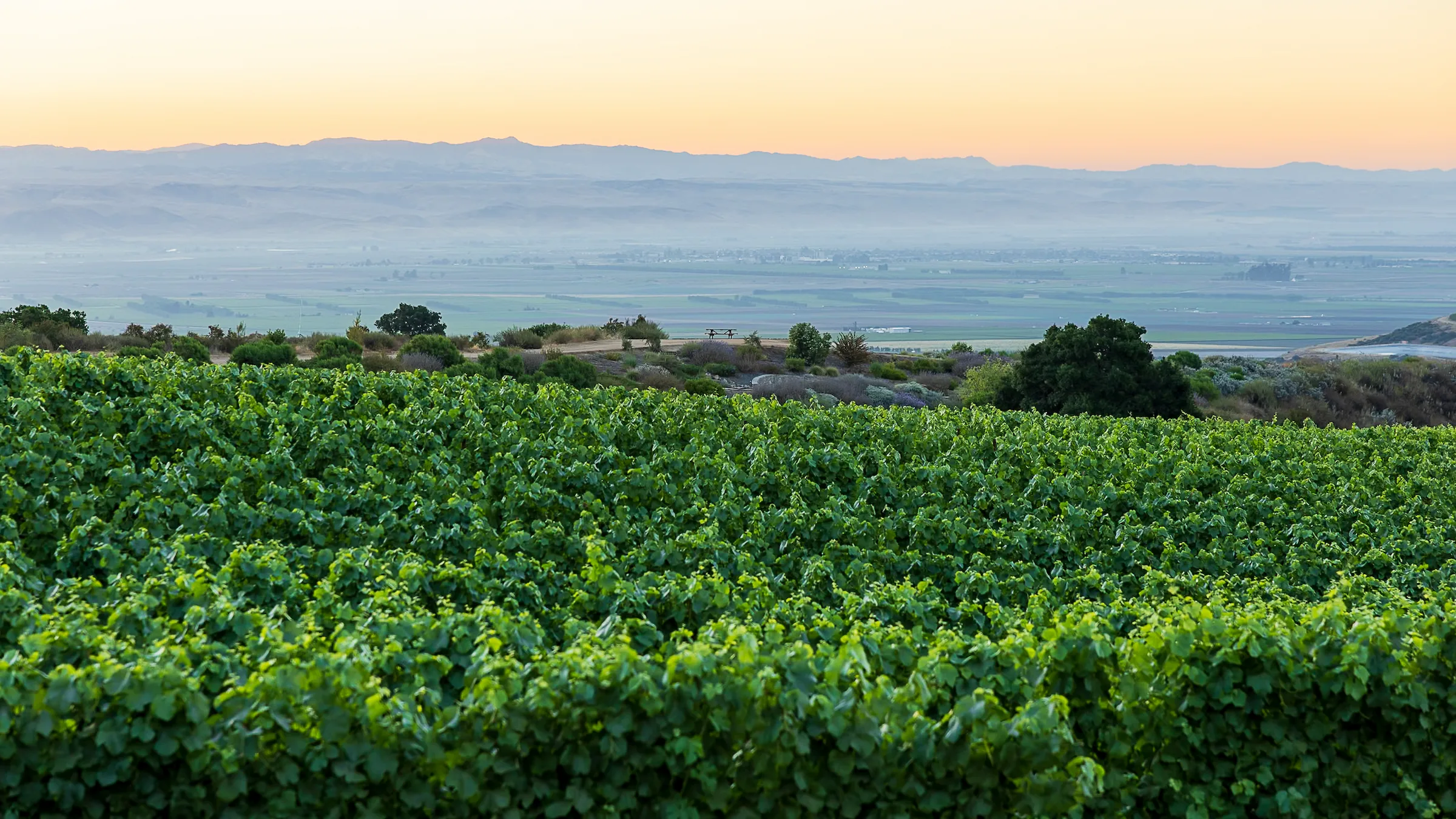 Pisoni Vineyard overlooking the Salinas Valley in Monterey County