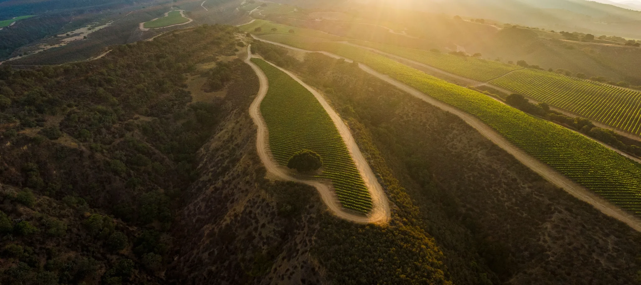Sierra Mar Vineyard