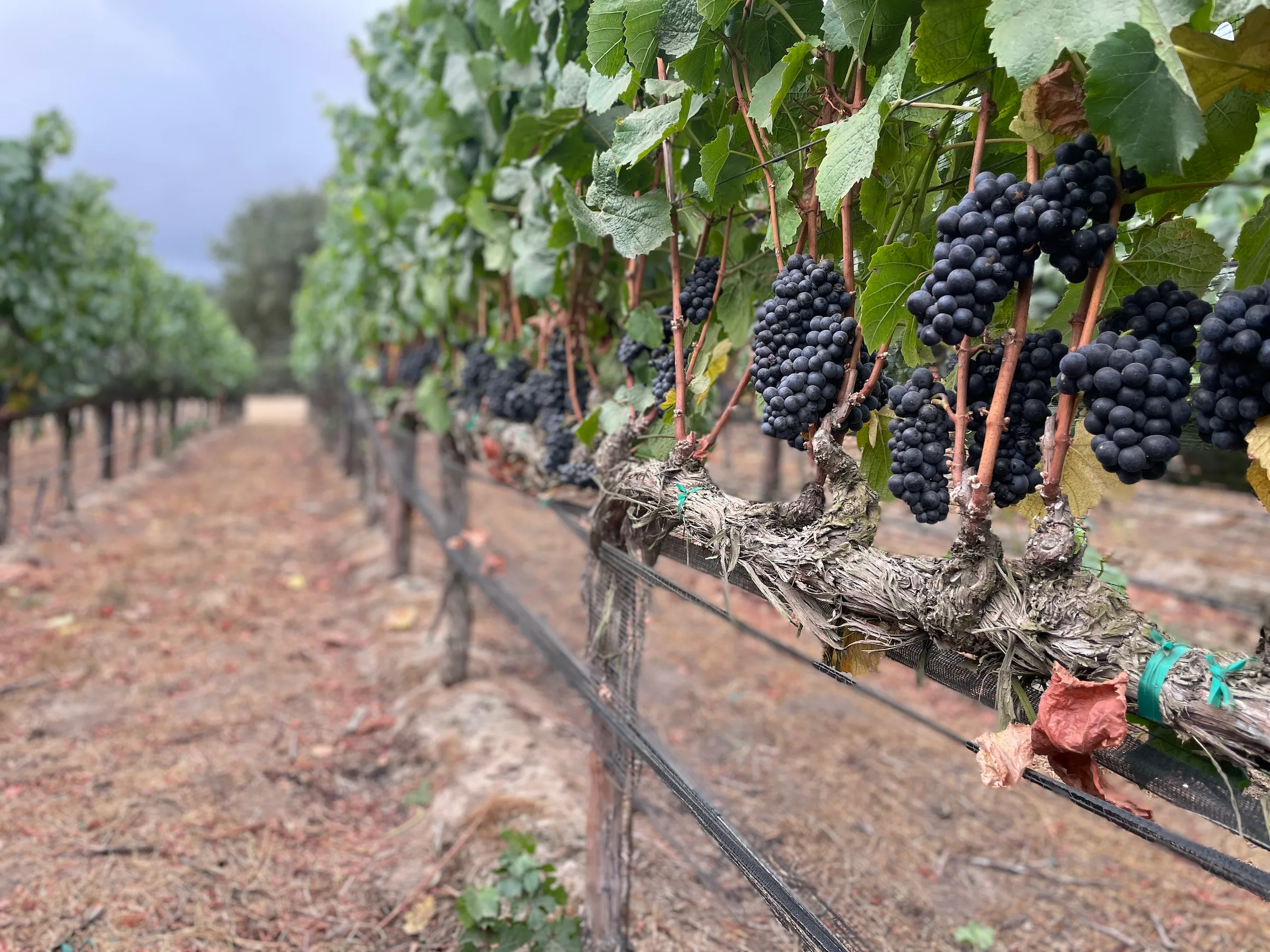 grapes