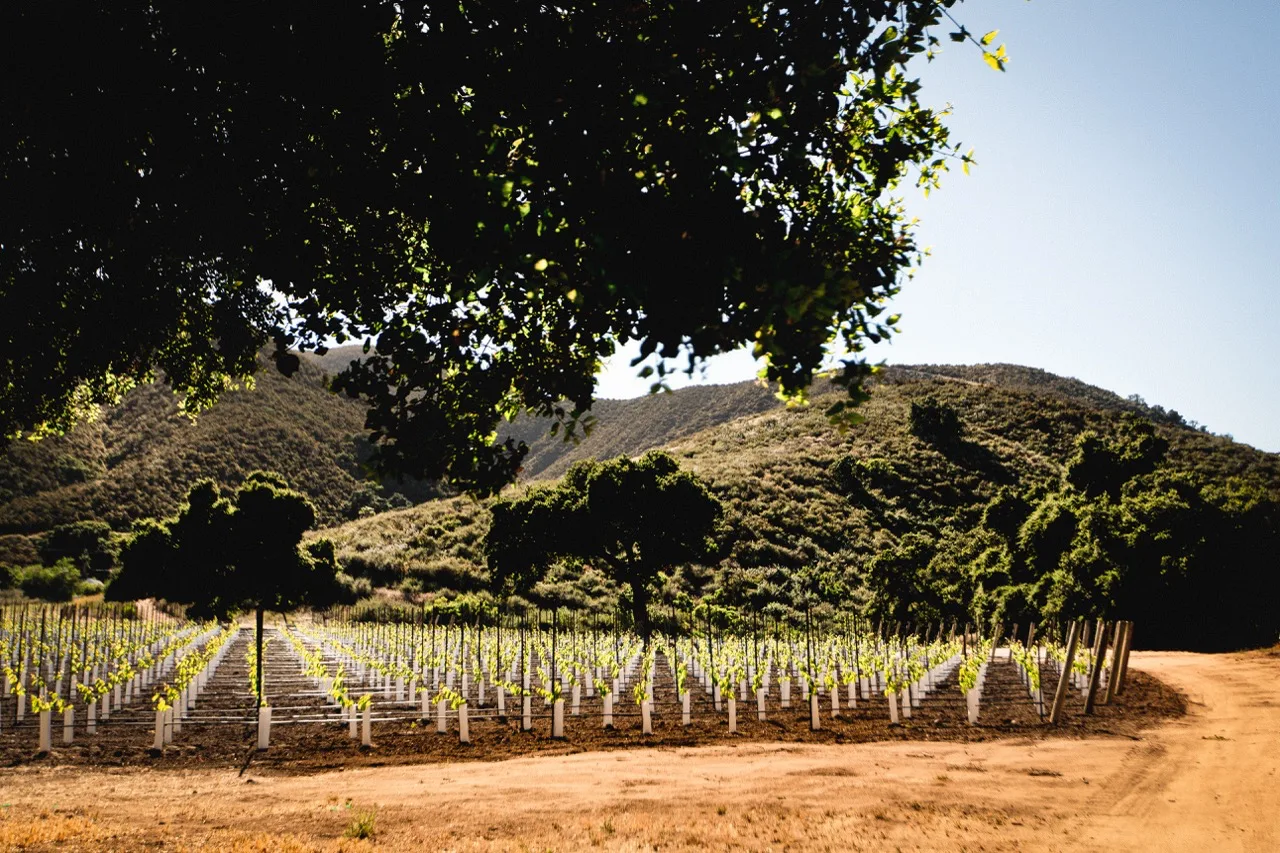 Pisoni Vineyards