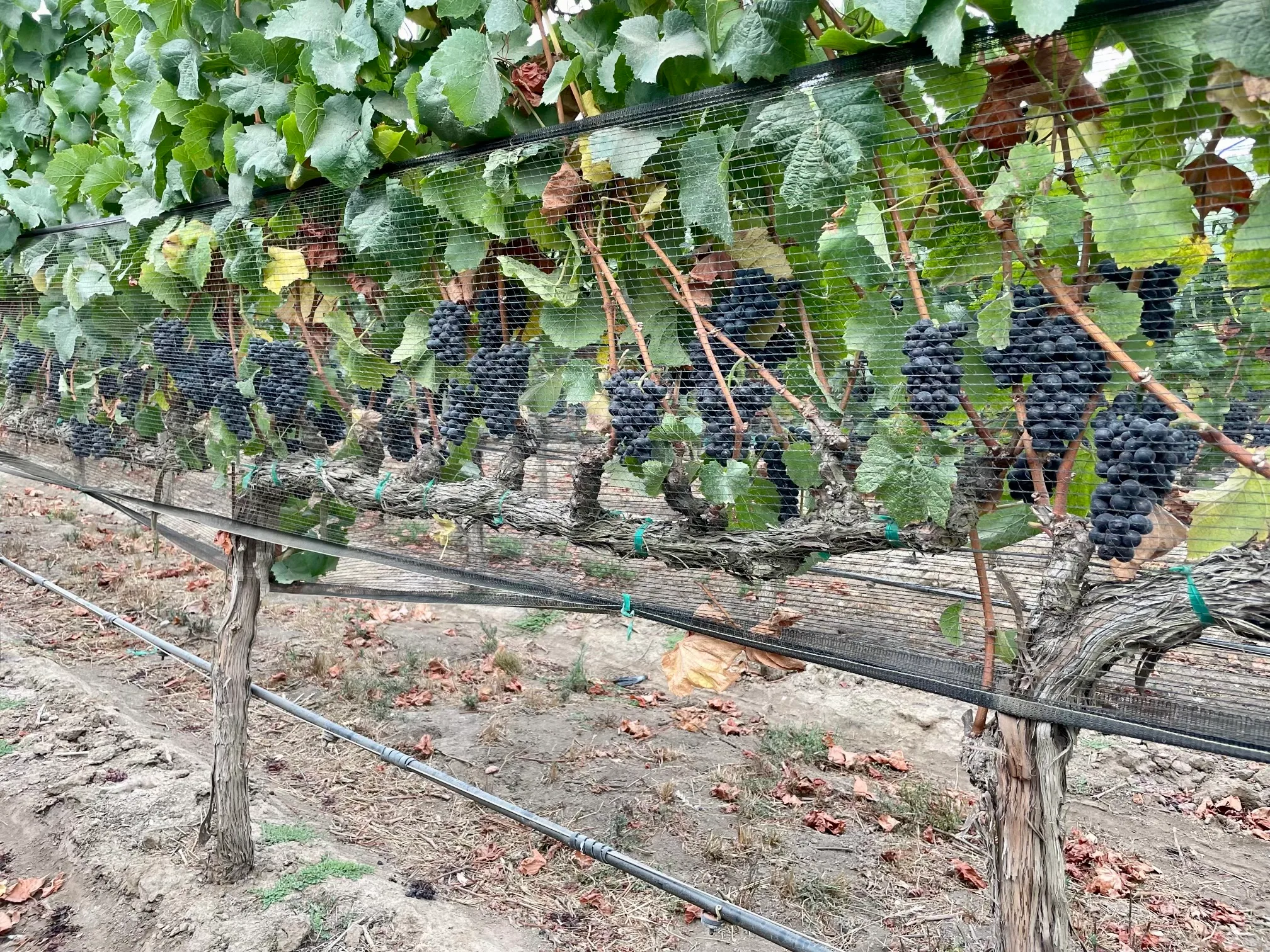 grapes