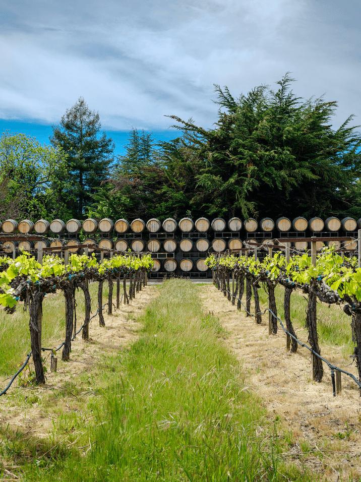 Folktale Winery barrels and vineyard rows in Carmel Valley, Santa Lucia Highlands.