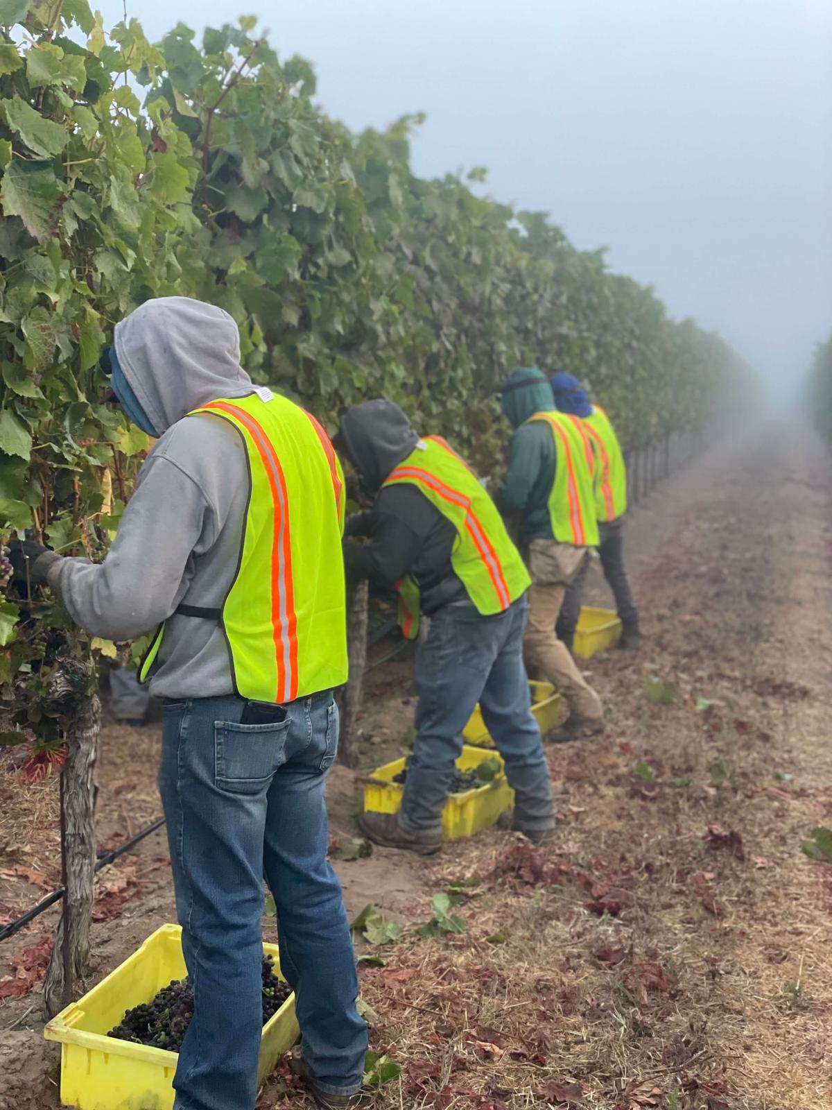 Workers harvest grapes in a misty Santa Lucia Highlands vineyard.