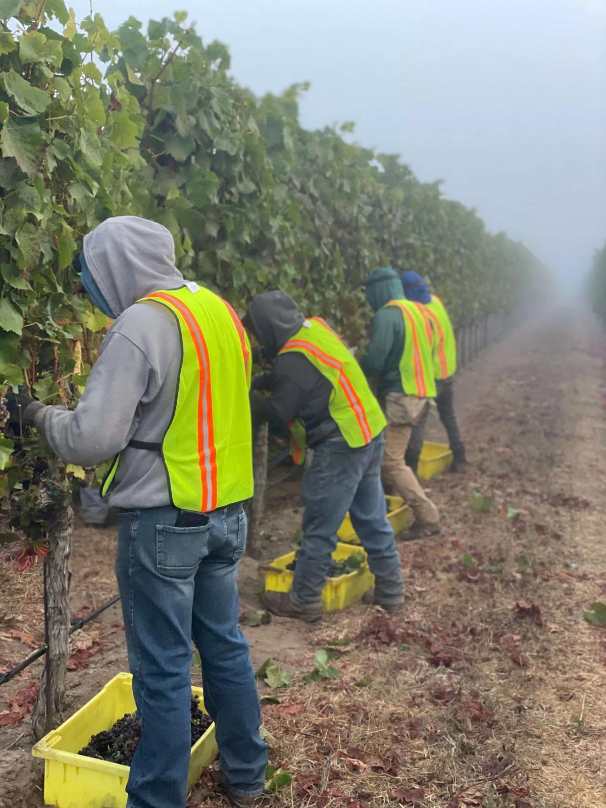 Workers harvest grapes in a misty Santa Lucia Highlands vineyard.
