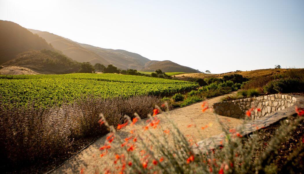 Pisoni Vineyards insectary garden in Santa Lucia Highlands, California, showcasing sustainable practices.