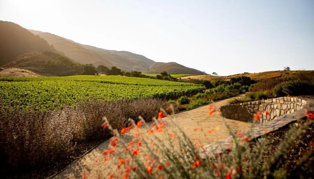 Pisoni Vineyards insectary garden in Santa Lucia Highlands, California, showcasing sustainable practices.