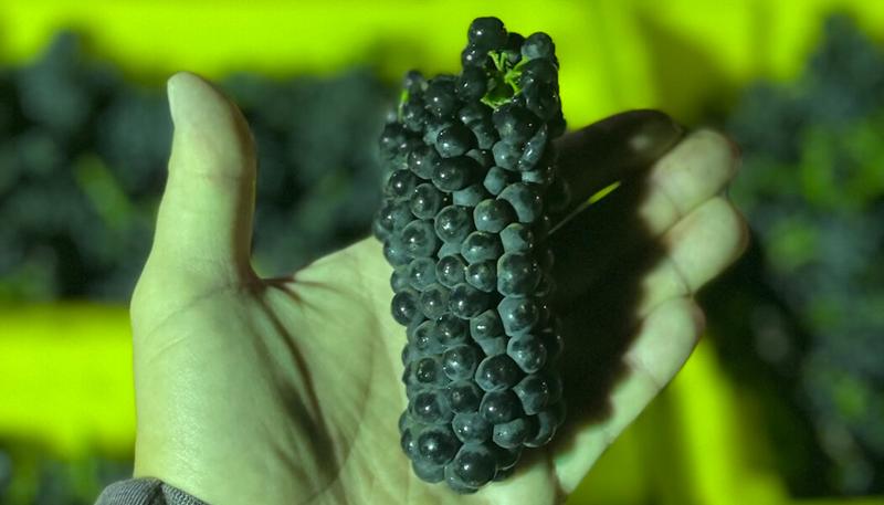 Harvest Begins in the Santa Lucia Highlands