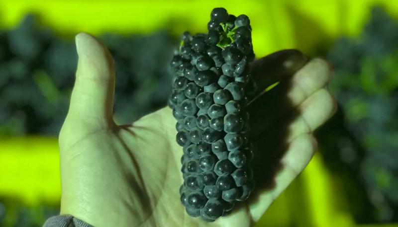 Harvest Begins in the Santa Lucia Highlands