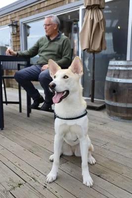 A dog at CRŪ Winery on the River Road Wine Trail