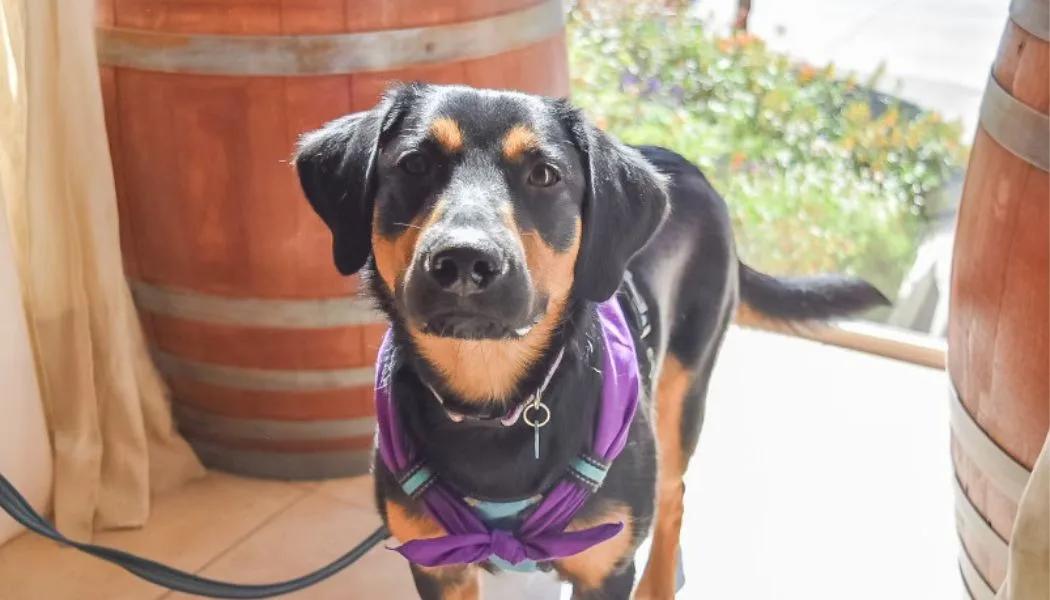 Dog-friendly wineries in Monterey wine country
