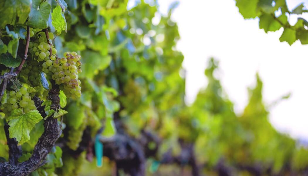 Chardonnay Chills in the Santa Lucia Highlands