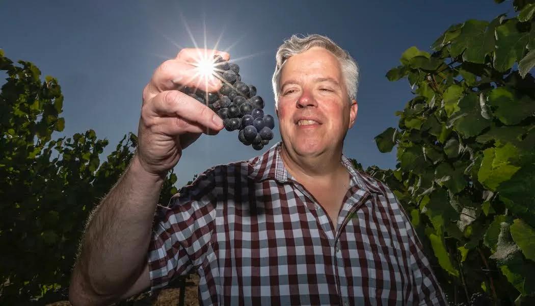 Winemaker Adam Lee inspects a Pinot Noir Clone in Garys' Vineyard, Santa Lucia Highlands