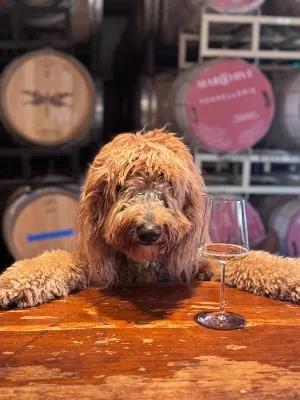 A dog at Odonata Wines, Monterey wine country