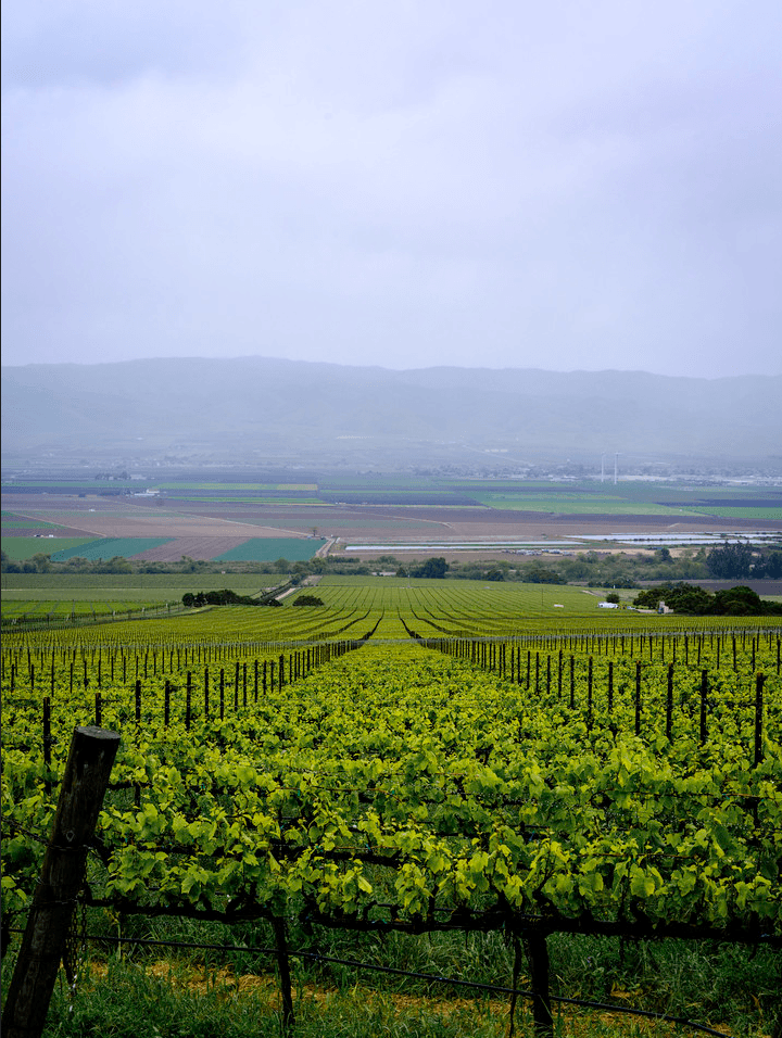 Morgan Winery vineyard in Santa Lucia Highlands, Monterey County, California.
