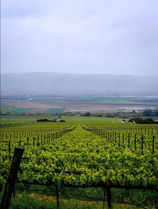 Morgan Winery