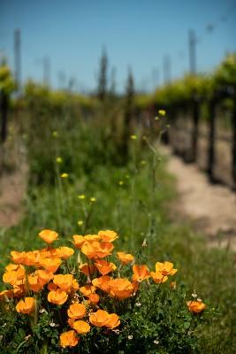 California poppies bloom in a vineyard in Santa Lucia Highlands, Monterey County.