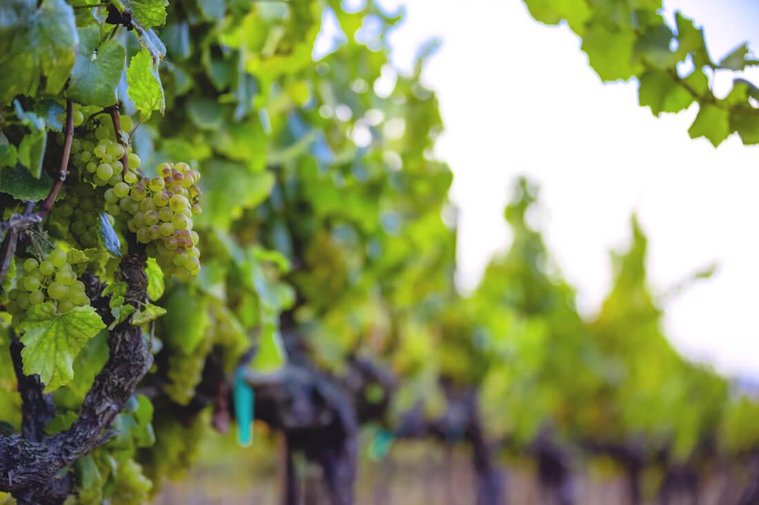 chardonnay grapes on vine santa lucia highlands