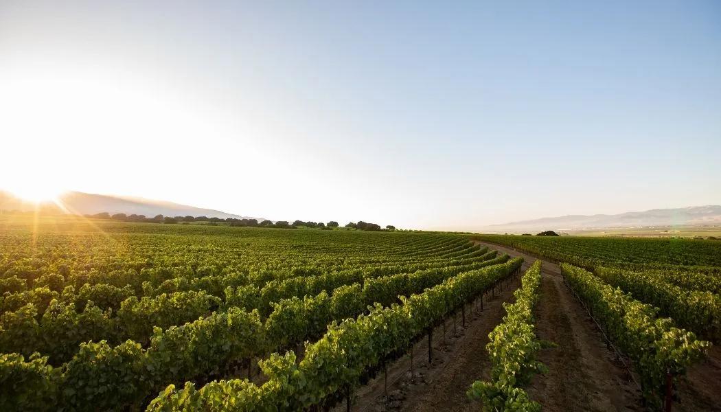 Morgan Double L Vineyard, Santa Lucia Highlands