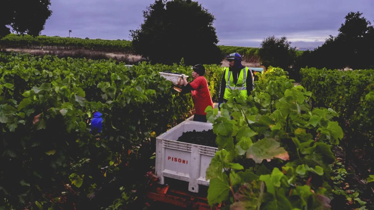 2026 Harvest Report: Live from the Santa Lucia Highlands