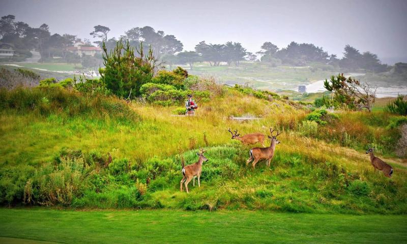Deer graze on a grassy hillside with trees and houses in the background.