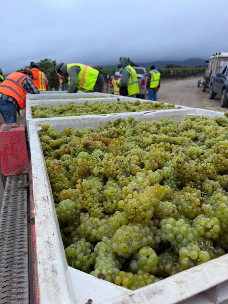 Chardonnay harvest in Santa Lucia Highlands, Monterey County, California.