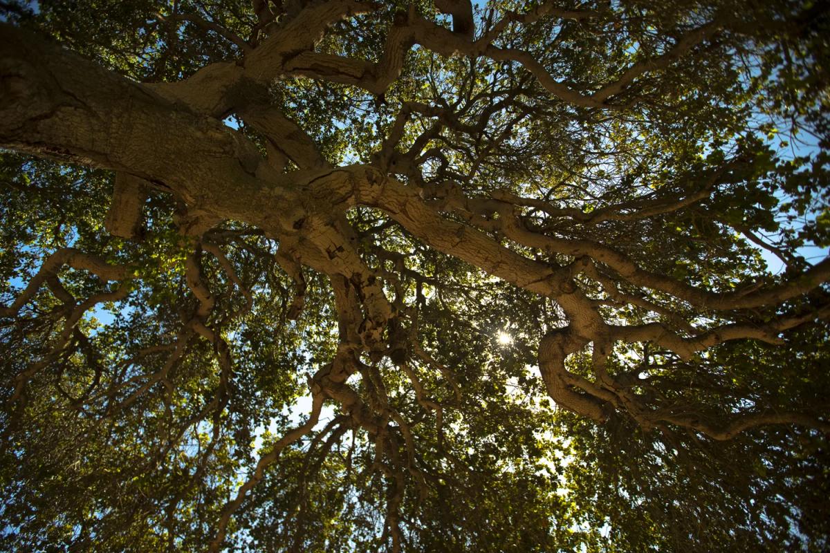 Gnarled oak tree branches against a bright blue sky in Santa Lucia Highlands, California.