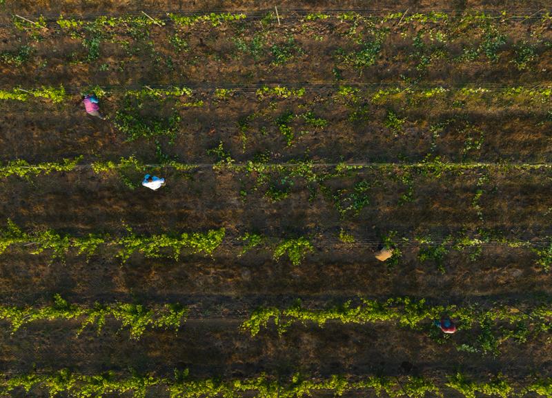 Aerial view of workers tending to rows of grapevines in Santa Lucia Highlands, California.