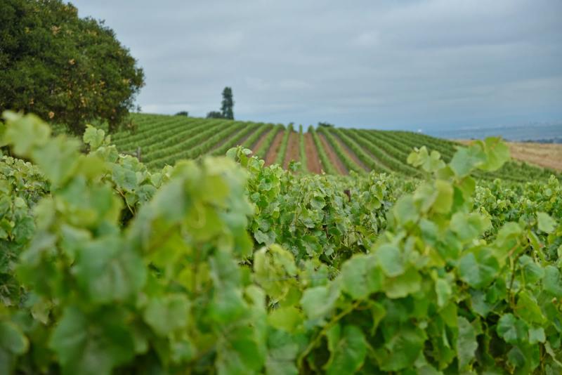 Vineyard rows at Morgan Wines Double L Ranch, Santa Lucia Highlands, Monterey County.