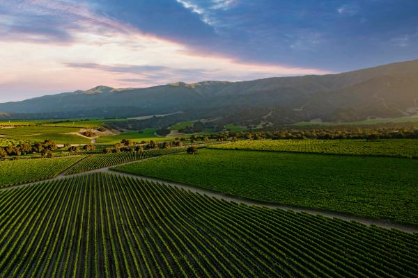 Rombauer Vineyards