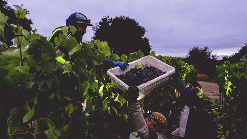 Grape harvest in Santa Lucia Highlands, Monterey County, California.