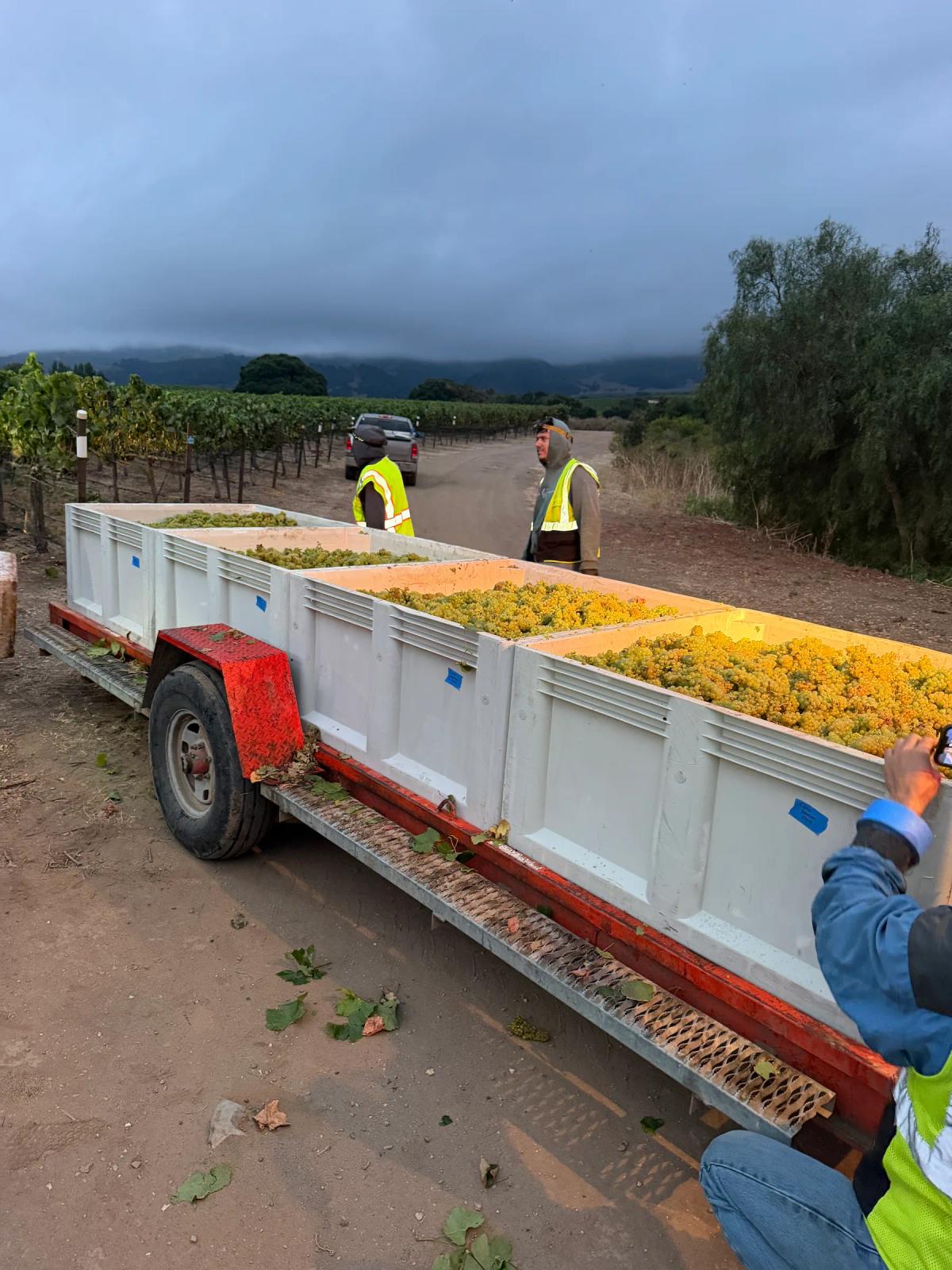 Chardonnay harvest in Santa Lucia Highlands, Monterey County, California.
