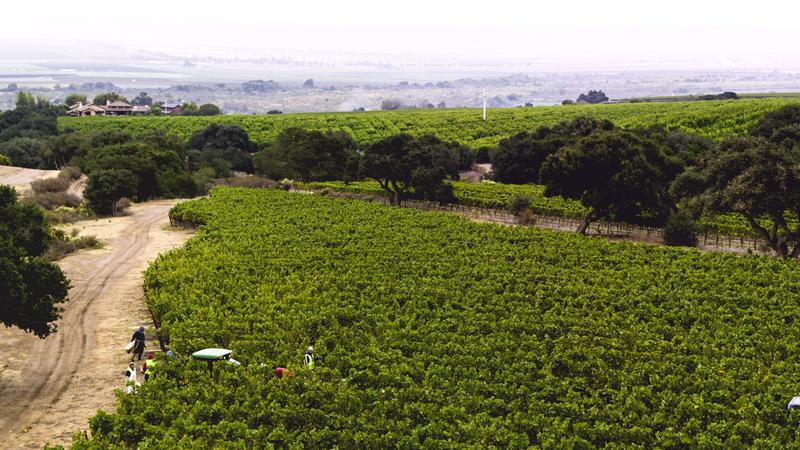 Spring 2024 Update from the Vineyards