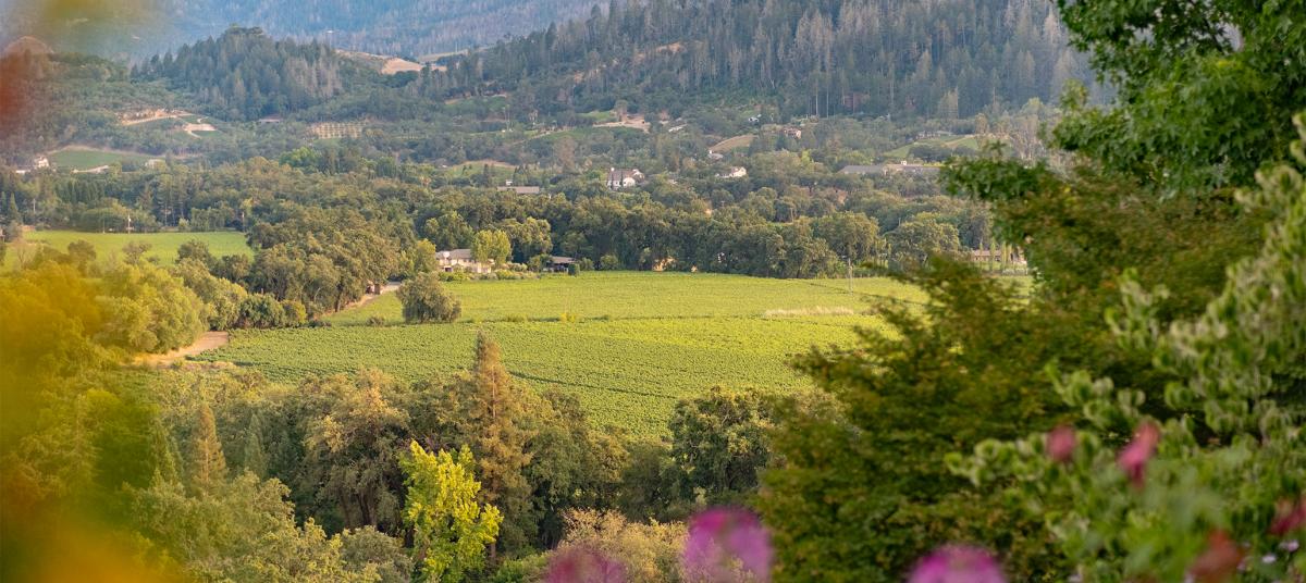 Vineyard landscape in Santa Lucia Highlands, Monterey County, California.