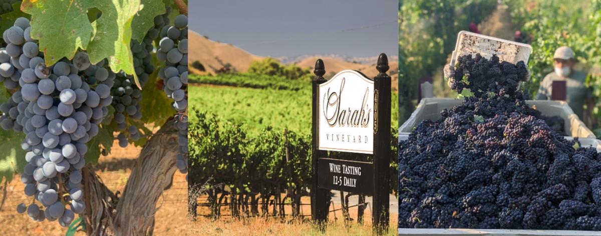 Sarah's Vineyard