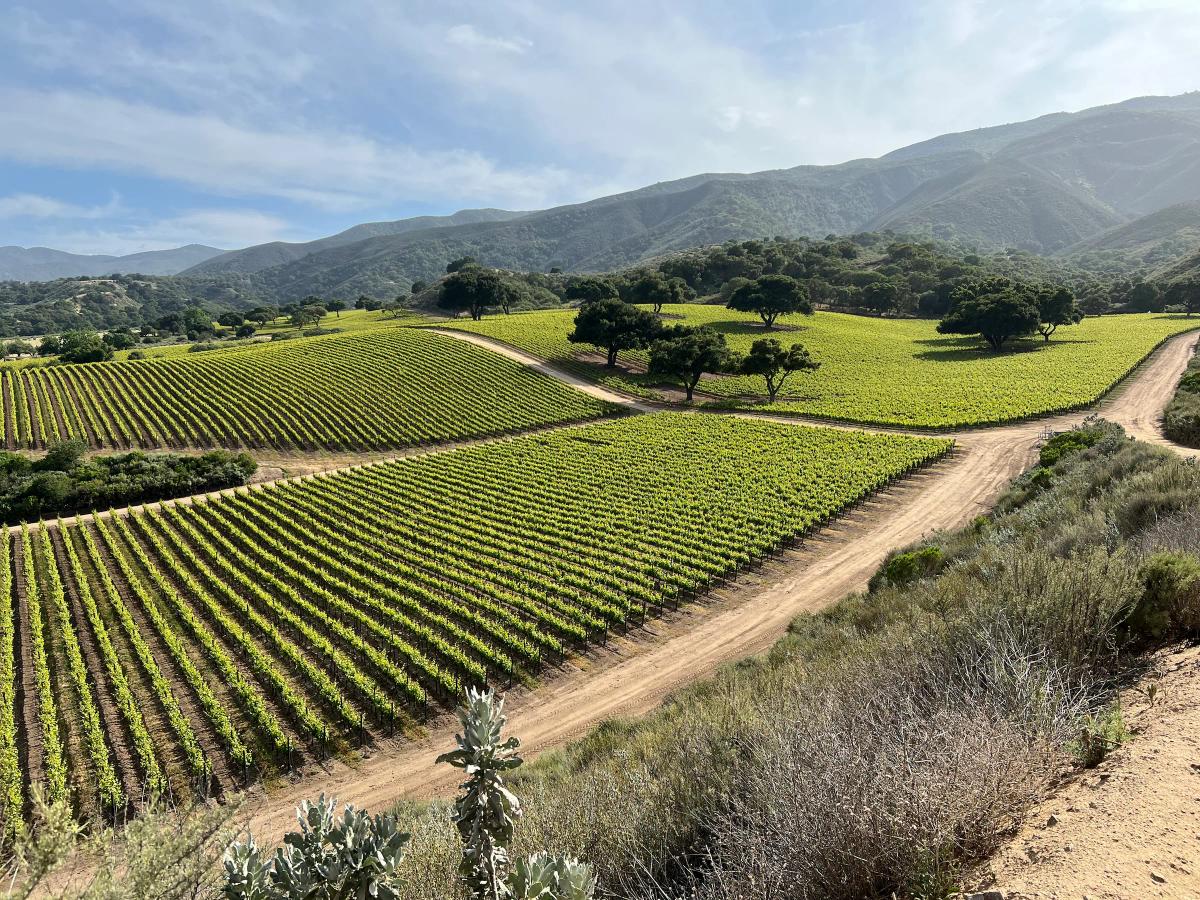 Belle Glos Pinot Noir vineyard in Santa Lucia Highlands, Monterey County, California.