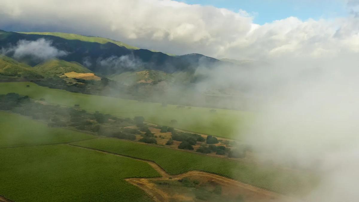 Aerial view of Santa Lucia Highlands vineyards shrouded in fog.